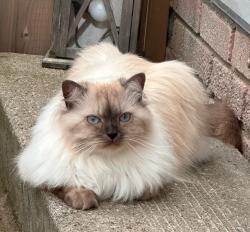 Lost Female Cat last seen Near Meadowvale drive, Niagara falls, Niagara Falls, ON L2E 5W8