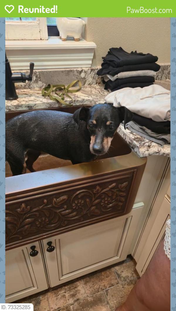 Reunited Female Dog last seen Burrell, Tarpon Springs Rd, FL 33556