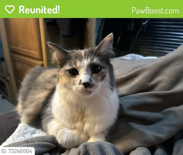 Reunited Female Cat last seen Carpenter Rd, Flint, MI 48505