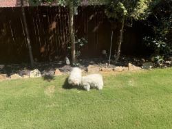 Found/Stray Unknown Dog last seen Hackberry, Anna, TX 75409