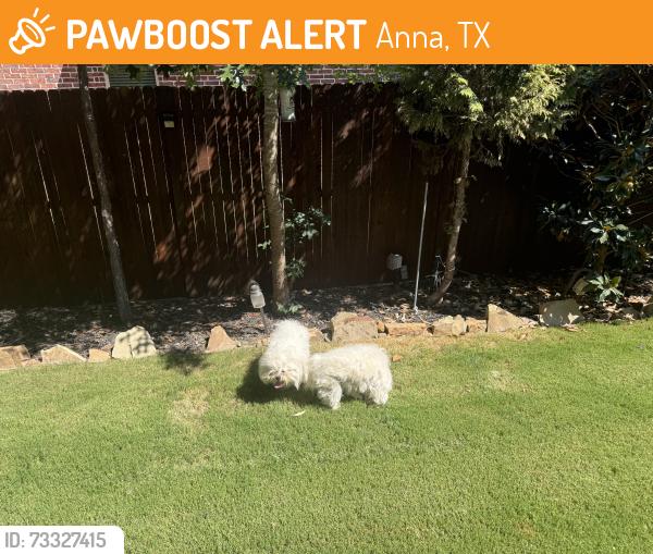 Found/Stray Unknown Dog last seen Hackberry, Anna, TX 75409