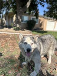 Shelter Stray Male Dog last seen N Villa Ave & Turner Ave, Fresno Zone Fresno CO 2 93727, CA, 1510 W Dan Ronquillo Dr, Fresno, CA 93706, USA