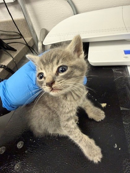 Shelter Stray Male Cat last seen Stagecoach Rd / Davis Park Rd, County/Unicorporated, NC, 1491 Business Park Ct, Gastonia, NC 28052, USA