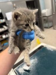 Shelter Stray Male Cat last seen Stagecoach Rd / Davis Park Rd, County/Unicorporated, NC, 1491 Business Park Ct, Gastonia, NC 28052, USA