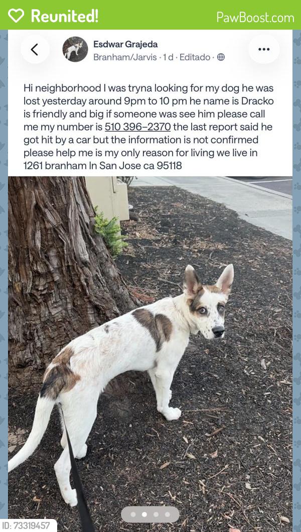 Reunited Male Dog last seen Gas station 76 San Jose 95118, San Jose, CA 95118