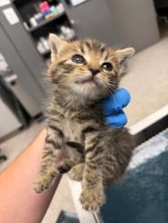 Shelter Stray Female Cat last seen Stagecoach Rd / Davis Park Rd, County/Unicorporated, NC, 1491 Business Park Ct, Gastonia, NC 28052, USA