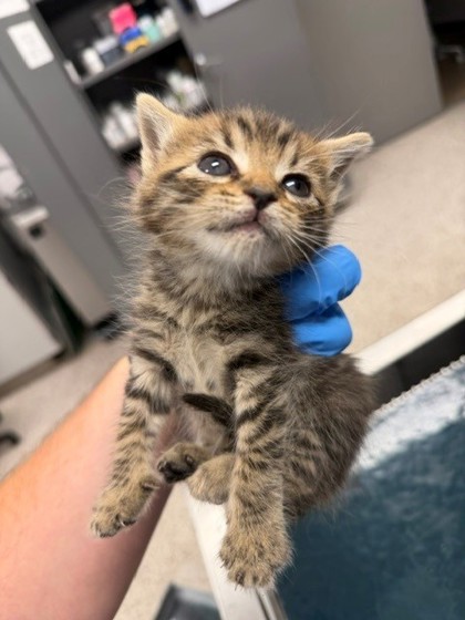 Shelter Stray Female Cat last seen Stagecoach Rd / Davis Park Rd, County/Unicorporated, NC, 1491 Business Park Ct, Gastonia, NC 28052, USA