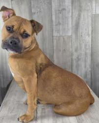 Shelter Stray Female Dog last seen Near Jefferson Paige Road, Caddo Parish, LA, 1500 Monty St, Shreveport, LA 71107, USA