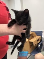 Shelter Stray Male Cat last seen Nebo St, Caddo Parish, LA, 1500 Monty St, Shreveport, LA 71107, USA