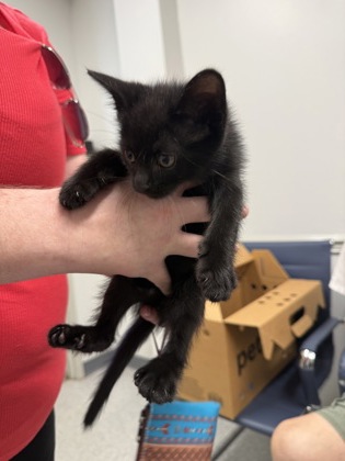 Shelter Stray Male Cat last seen Nebo St, Caddo Parish, LA, 1500 Monty St, Shreveport, LA 71107, USA