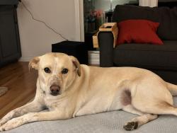 Reunited Female Dog last seen Church on 94th and 31st south, Sandy, UT 84092