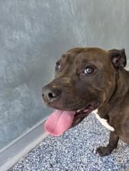 Shelter Stray Female Dog last seen Near knuepper rd, Zone 1, TX, 8755 Farm to Market 1516, Converse, TX 78109, USA