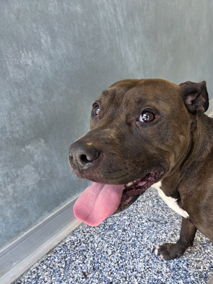 Shelter Stray Female Dog last seen Near knuepper rd, Zone 1, TX, 8755 Farm to Market 1516, Converse, TX 78109, USA