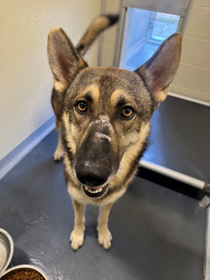 Shelter Stray Male Dog last seen Near runaway rd, Zone 4, TX, 8755 Farm to Market 1516, Converse, TX 78109, USA
