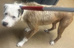 Shelter Stray Male Dog last seen Near Sahara Drive Atlanta, 30316, 30316, GA, 3280 Chamblee Dunwoody Rd, Chamblee, GA 30341, USA