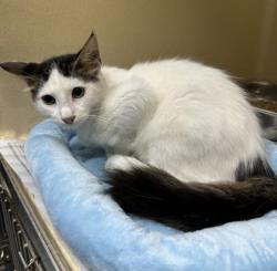 Shelter Stray Male Cat last seen Near FM 78, Zone 3, TX, 8755 Farm to Market 1516, Converse, TX 78109, USA