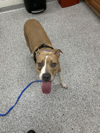 Shelter Stray Female Dog last seen Near Cooper St, City of Knoxville ASO, TN, 3201 Division St, Knoxville, TN 37919, USA