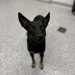 Shelter Stray Female Dog last seen Near ByrdAve, City of Knoxville GP, TN, 3201 Division St, Knoxville, TN 37919, USA
