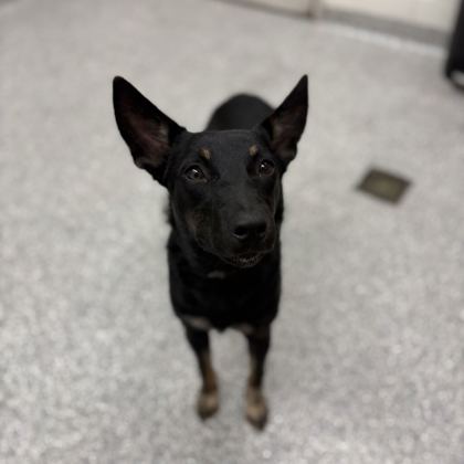 Shelter Stray Female Dog last seen Near ByrdAve, City of Knoxville GP, TN, 3201 Division St, Knoxville, TN 37919, USA