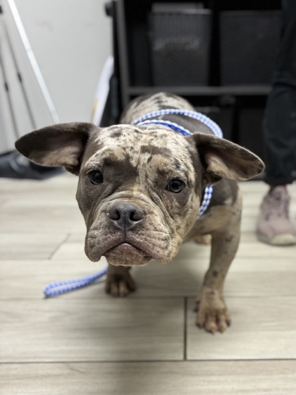 Shelter Stray Female Dog last seen Near Parker Dr., CMACC, NC, 1348 Parker Dr, Charlotte, NC 28208, USA