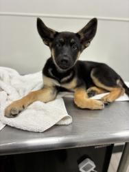 Shelter Stray Female Dog last seen Somewhere around Greensboro, Other County, NC, 1348 Parker Dr, Charlotte, NC 28208, USA