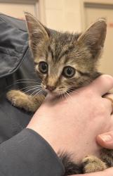 Shelter Stray Male Cat last seen N Duck Creek, Hamilton County, IN, 10501 Hague Rd, Fishers, IN 46038, USA