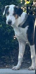 Shelter Stray Male Dog last seen Near American Concourse, North District, TX, 355 Hillshire Dr, Haslet, TX 76052, USA