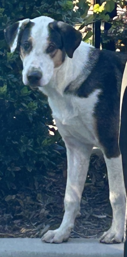 Shelter Stray Male Dog last seen Near American Concourse, North District, TX, 355 Hillshire Dr, Haslet, TX 76052, USA