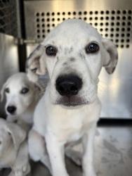 Shelter Stray Male Dog last seen Near AVE G, East District, TX, 355 Hillshire Dr, Haslet, TX 76052, USA
