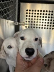 Shelter Stray Female Dog last seen Near AVE G, East District, TX, 355 Hillshire Dr, Haslet, TX 76052, USA