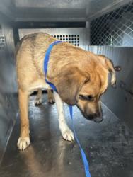 Shelter Stray Female Dog last seen Near CITYLAKE BLVD W, West District, TX, 355 Hillshire Dr, Haslet, TX 76052, USA