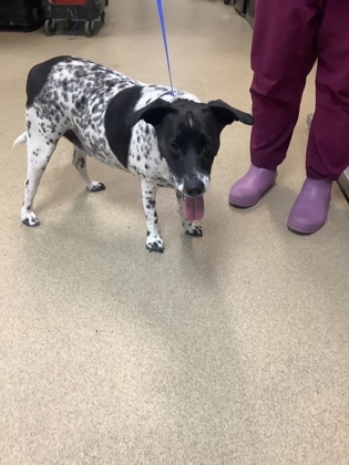 Shelter Stray Female Dog last seen N University Dr, North District, TX, 355 Hillshire Dr, Haslet, TX 76052, USA