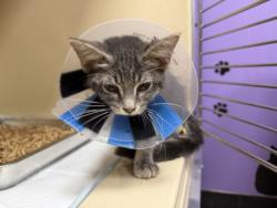 Shelter Stray Female Cat last seen Near Chestnut St, 43604, OH, 827 Illinois Ave, Maumee, OH 43537, USA