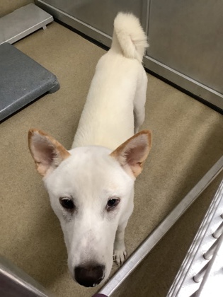 Shelter Stray Male Dog last seen Near Oakhurst Scenic Dr., Central District, TX, 355 Hillshire Dr, Haslet, TX 76052, USA
