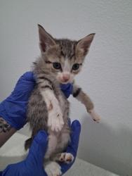 Shelter Stray Female Cat last seen Bloomfield Dr, Inverness,, 4030 S Airport Rd, Inverness, FL 34450, USA