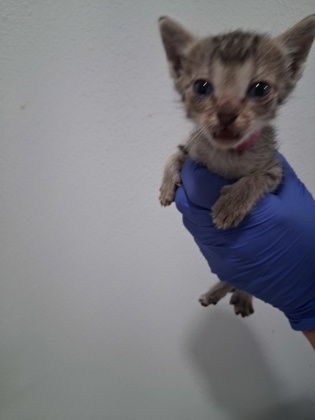 Shelter Stray Female Cat last seen Bloomfield Dr, Inverness,, 4030 S Airport Rd, Inverness, FL 34450, USA
