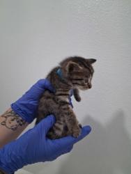 Shelter Stray Male Cat last seen Bloomfield Dr, Inverness,, 4030 S Airport Rd, Inverness, FL 34450, USA