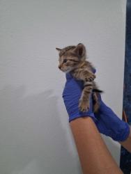 Shelter Stray Male Cat last seen Bloomfield Dr, Inverness,, 4030 S Airport Rd, Inverness, FL 34450, USA