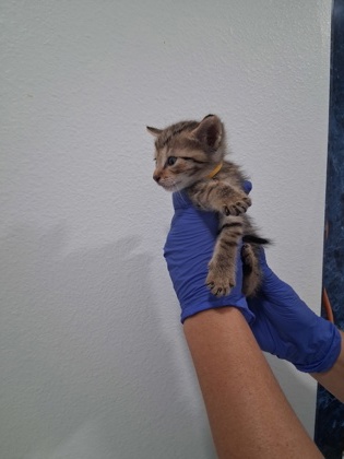 Shelter Stray Male Cat last seen Bloomfield Dr, Inverness,, 4030 S Airport Rd, Inverness, FL 34450, USA