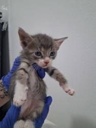 Shelter Stray Male Cat last seen Bloomfield Dr, Inverness,, 4030 S Airport Rd, Inverness, FL 34450, USA