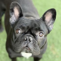 Shelter Stray Female Dog last seen lincoln village at bradshaw, Rancho Cordova, CA, 6201 Florin Perkins Rd, Sacramento, CA 95828, USA