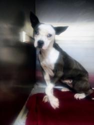 Shelter Stray Female Dog last seen Near Redbud St., 70791, LA, 2550 Gourrier Ave, Baton Rouge, LA 70820, USA