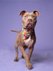 Shelter Stray Male Dog last seen Near Fulton Industrial Blvd SW, Atlanta, GA, 1251 Fulton Industrial Blvd NW, Atlanta, GA 30336, USA