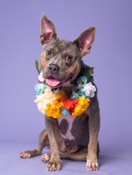Shelter Stray Female Dog last seen Near KIMBERLY WAY SW, Atlanta, GA, 1251 Fulton Industrial Blvd NW, Atlanta, GA 30336, USA