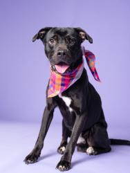 Shelter Stray Male Dog last seen Near mcwilliams rd, Atlanta, GA, 1251 Fulton Industrial Blvd NW, Atlanta, GA 30336, USA