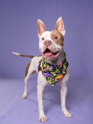 Shelter Stray Male Dog last seen Near Spoleto Loop, Fairburn, GA, 1251 Fulton Industrial Blvd NW, Atlanta, GA 30336, USA