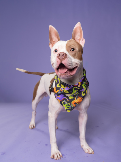 Shelter Stray Male Dog last seen Near Spoleto Loop, Fairburn, GA, 1251 Fulton Industrial Blvd NW, Atlanta, GA 30336, USA