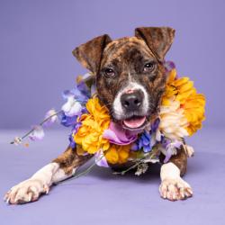 Shelter Stray Female Dog last seen Near Cleveland Ave., Atlanta, GA, 1251 Fulton Industrial Blvd NW, Atlanta, GA 30336, USA