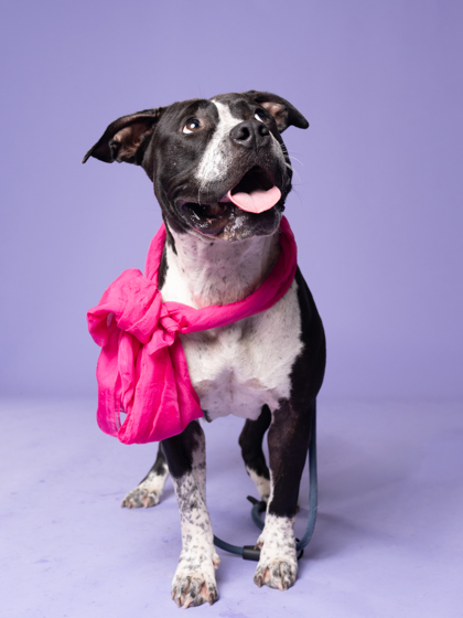 Shelter Stray Female Dog last seen Near Stone RD SW, Atlanta, GA, 1251 Fulton Industrial Blvd NW, Atlanta, GA 30336, USA