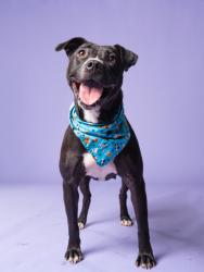 Shelter Stray Female Dog last seen Ralph David Abernathy and Windsor, Atlanta, GA, 1251 Fulton Industrial Blvd NW, Atlanta, GA 30336, USA
